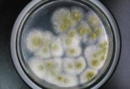 知名品牌菌落超48倍,菌落大全