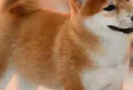 日本只能来台换柴犬,日本豆柴犬怎么样？