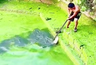 鳄鱼需买家自己抓,