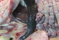 非洲大屠杀上千人死,“非洲猪瘟”从学校合作社养殖场出现，这的肉学生还能吃吗？该怎么办？