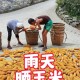 河南玉米收获季遇雨,玉米刚刚出穗下雨倒伏还能丰收吗？