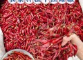 部分商超搬空剩辣椒,超市辣椒保鲜储存的方法？