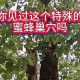 上万蜜蜂进家里筑巢,蜜蜂进家里筑巢好吗