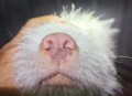 中国下司犬外网爆火,中国下司犬介绍
