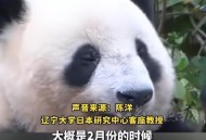 日本想继续养大熊猫,日本想继续养大熊猫怎么办