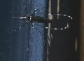 最毒蚊子批量北上,广东的蚊子最毒的是哪几种？