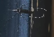 最毒蚊子批量北上,广东的蚊子最毒的是哪几种？