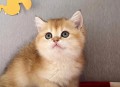 英国猫听不懂中文,英国短毛猫为什么不叫？