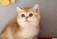 英国猫听不懂中文,英国短毛猫为什么不叫？