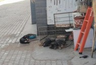 2狗相撞医药费上万,车狗相撞