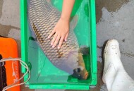 钓105斤大鱼卖7000,钓了100斤的大鱼