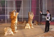 动物园内弹弓射老虎,动物园内弹弓射老虎视频