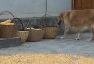 狗狗下地掰玉米,狗狗下地掰玉米什么意思