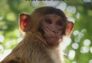 猴子出逃假照引恐慌,西游记第25回中孙悟空逃了几次？又被抓回几次？