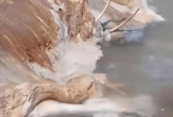 哥海域现漂浮遗体,