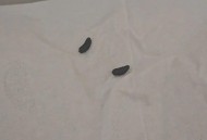 被窝钻进30厘米老鼠,棉被有老鼠屎怎么办？