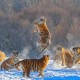 一月2次袭击中国游客,在北京延庆八达岭野生动物园内，老虎袭击游客，怎么看待这件事故的责任归属？