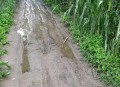 河南玉米收获季遇雨,玉米受粉期下雨怎么办？
