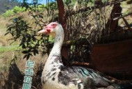 向往的生活彩灯去世,向往的生活彩灯是不是换过了？