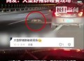 野猪群组团横穿马路,野猪横穿马路撞翻车