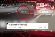 野猪群组团横穿马路,野猪横穿马路撞翻车