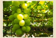 晴王葡萄均为假冒,晴王葡萄是转基因的吗？