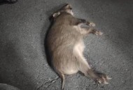 野猪群组团横穿马路,野猪横穿马路被撞死怎么办？