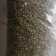 幼儿坐超市绿豆中玩,超市买的绿豆能发芽吗？