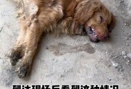 流浪狗基地现狗吃狗,动物救助站是免费救助吗？