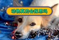 狗狗跋涉50公里报恩,狗狗会报恩吗？为什么？