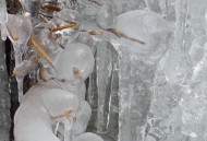 冰面下现13匹冰冻马,