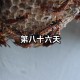 上万蜜蜂进家里筑巢 ,蜜蜂进家里筑巢好吗