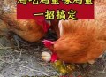 离婚被判吃掉鸡再离,母鸡下蛋后都把蛋吃了，咋办？