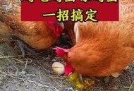 离婚被判吃掉鸡再离,母鸡下蛋后都把蛋吃了，咋办？