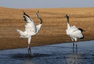 天鹅脖子疑被压变形,丹顶鹤和天鹅谁的脖子长？