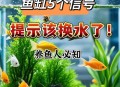 买观赏鱼收到1袋水,买观赏鱼收到1袋水怎么办