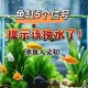买观赏鱼收到1袋水,买观赏鱼收到1袋水怎么办