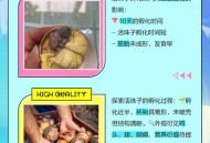3箱活珠子孵出小鸡,活珠子孵化多少天才叫活珠子？