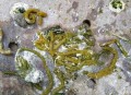大量鸽子发抖吐白沫,鸽子颤抖什么症状？