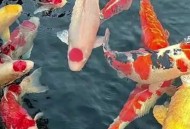 趵突泉胖锦鲤病重,趵突泉池里的小锦鲤是什么？