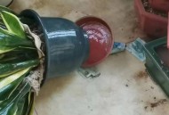 5万现金被大风刮走,钱被大风刮走了