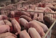 养猪场少了20头猪,氟苯尼考在猪场中的用处有哪些，养猪人怎样少花钱还效果好？