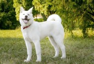 日本只能来台换柴犬,日本只能来台换柴犬嘛