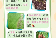 上海萝卜98元一根,上海地区萝卜几月种植？