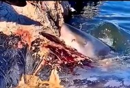 被鲨鱼咬后炫耀伤口,鲨鱼伤口可以自愈吗？