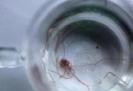 自来水中含活体虫,3一4厘米的小乌龟能换很多次水吗？