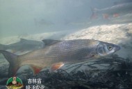 广东街头惊现走地鱼,广东有红尾鱼吗？