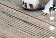 游客将蜂猴摔地离去,