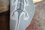 贵州现52具熊猫化石,有化石之称的野生动物是熊猫吗？