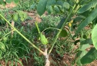 盘了4年的核桃发芽了,几年的桃核出芽吗？